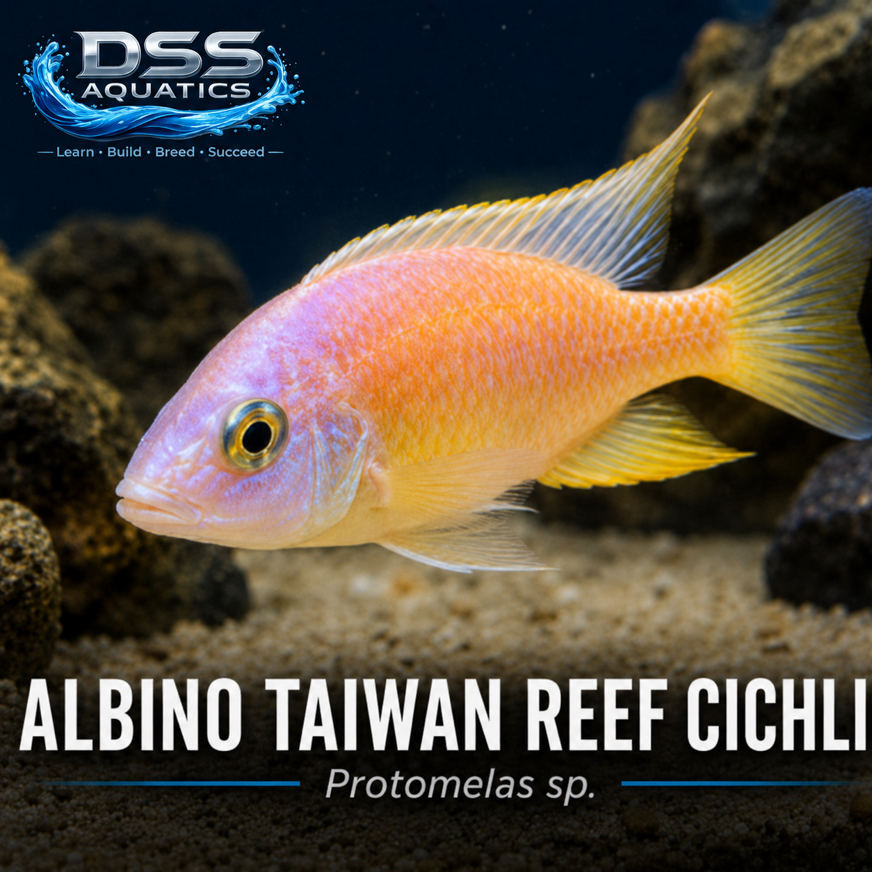 Albino Taiwan Reef Cichlid (Protomelas sp.) | Adult Tank-Raised African Cichlid