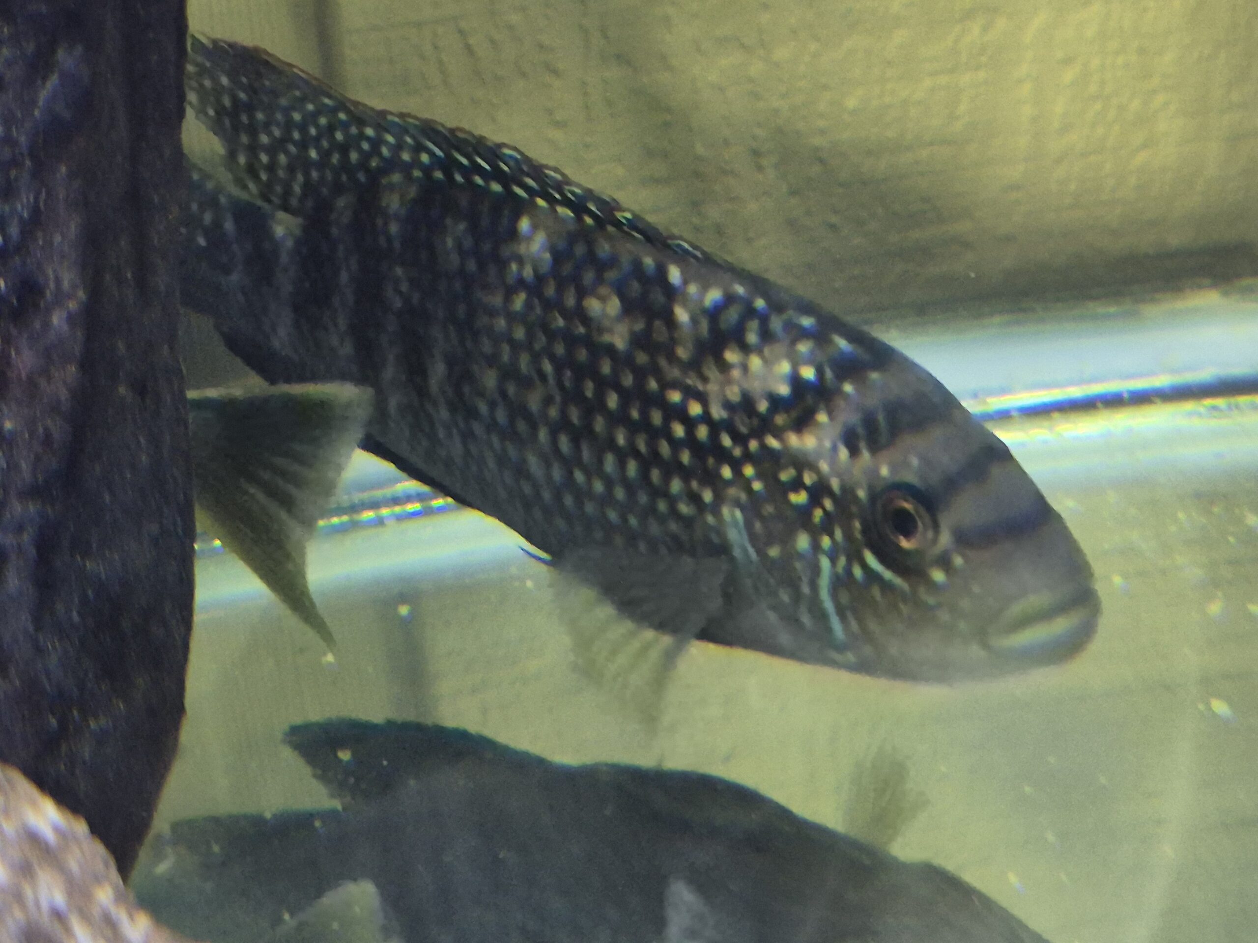 Jack Dempsey Cichlid – Female XXL 7+ Inch – WYSIWYG