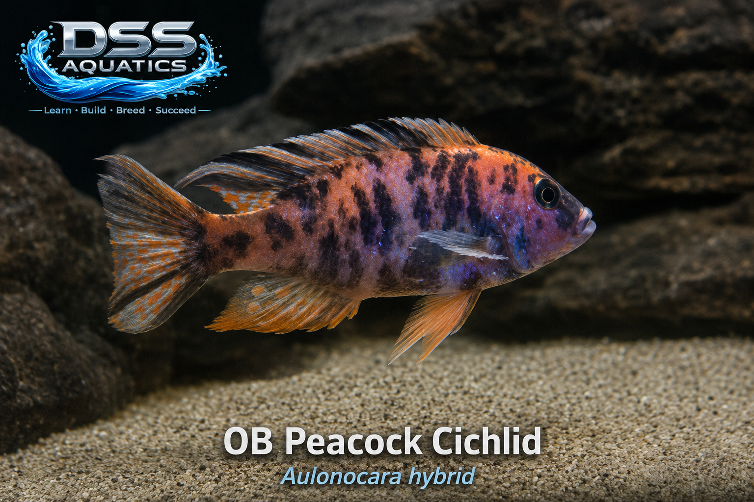 OB Peacock Cichlid – Show-Quality XL Male 5+ Inch | WYSIWYG