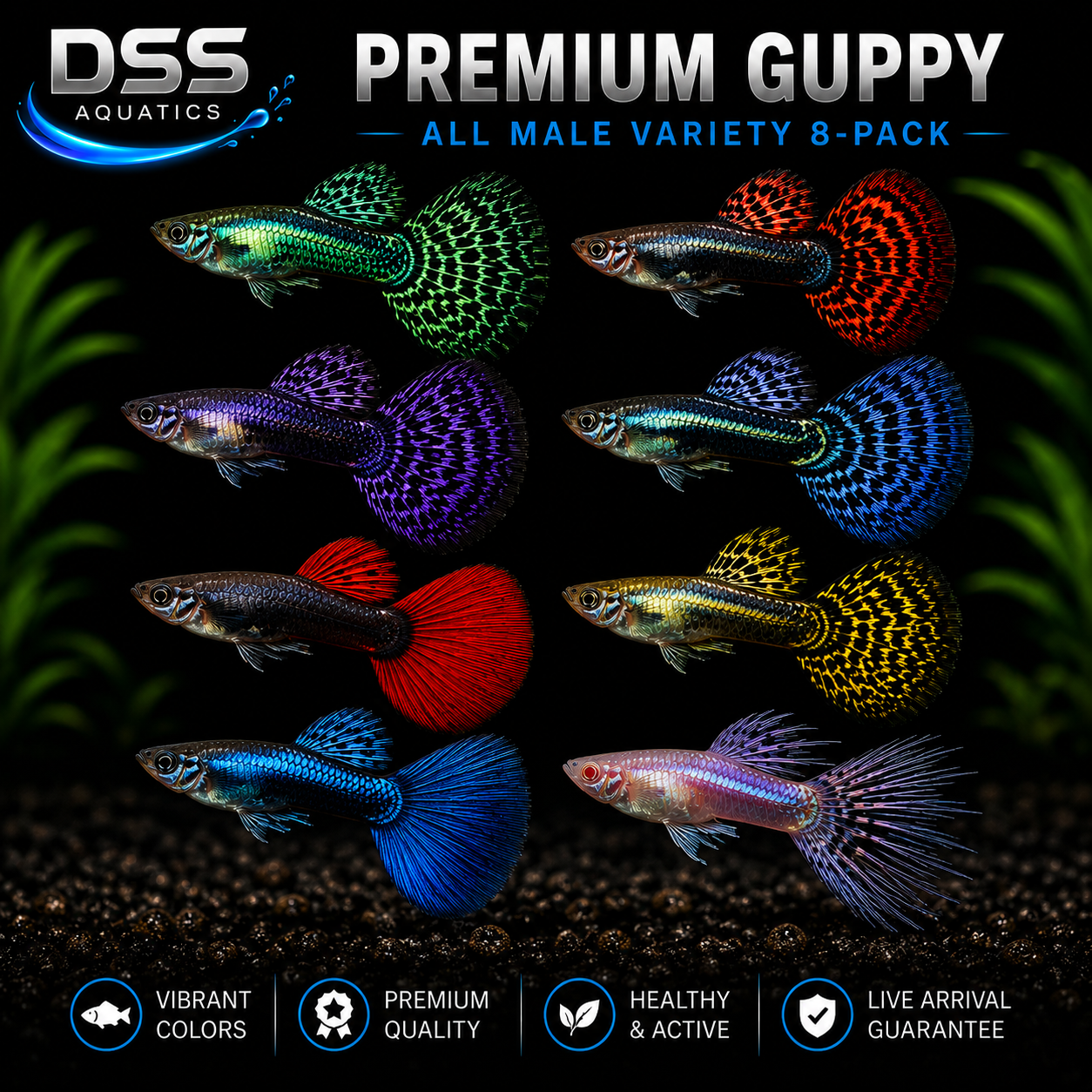 Premium All Male Guppy Variety Pack (8 Fish) | DSS Aquatics