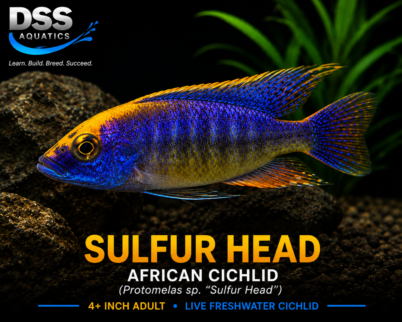 Sulfer Head African Cichlid (Protomelas sp. “Sulfer Head”) | 4+ Inch Adult Male