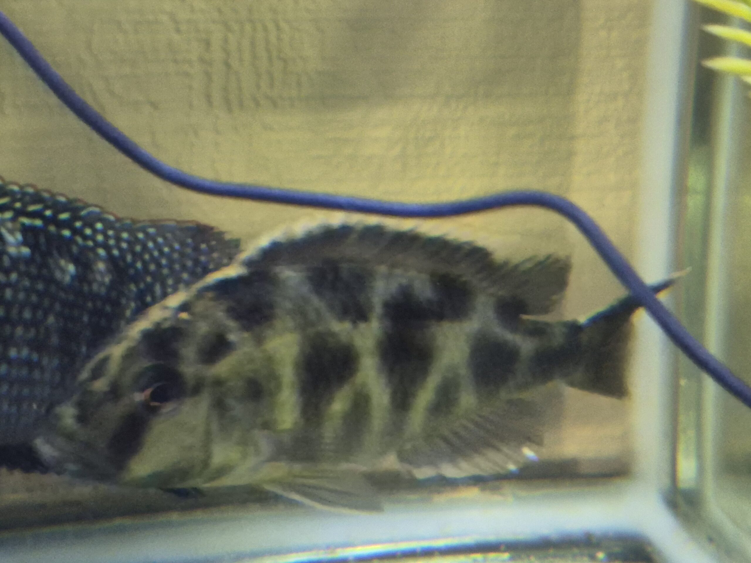 Venustus Cichlid – Female XXL 5 Inch