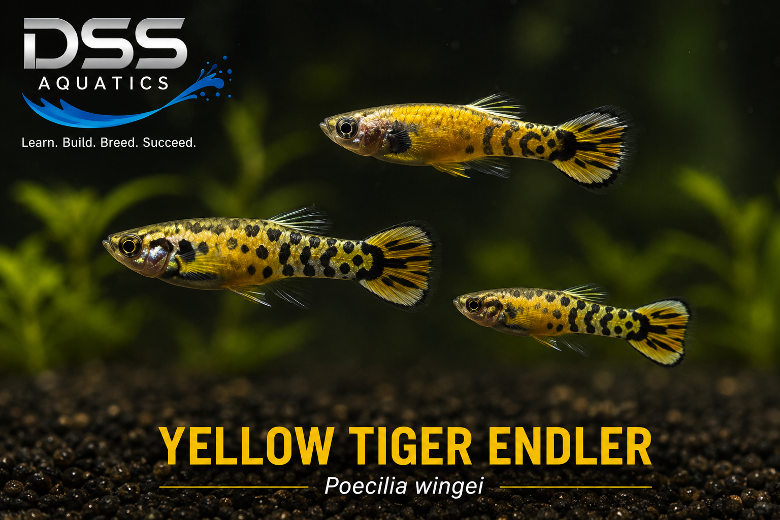 Yellow Tiger Endler (Poecilia wingei) | Aquarium-Raised Live Freshwater Fish