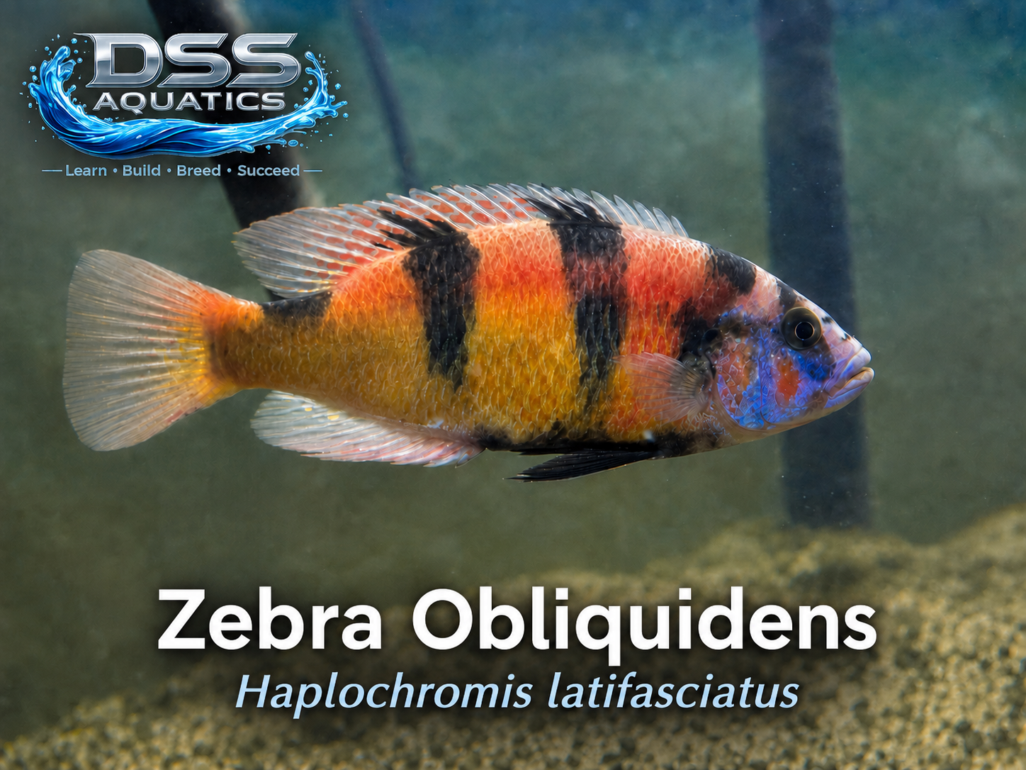 Zebra Obliquidens Cichlid – XL Adult Male 5+ Inch | WYSIWYG