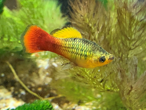 10 X Coldwater platies temperate