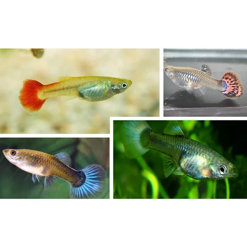 ASSORTED FEMALE GUPPY