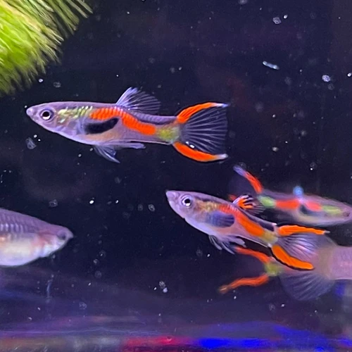 ASSORTED MALE ENDLER GUPPY 2CM