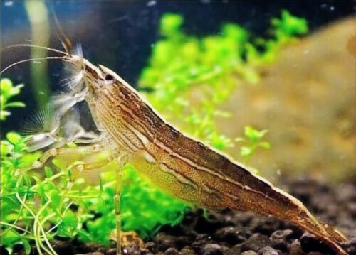 Adult Bamboo / Wood Shrimp Atyopsis Moluccensis 2-2.5"
