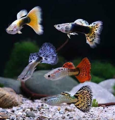 Assorted Male Guppy Large