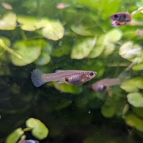 FEMALE ENDLER GUPPY 2-2.5CM