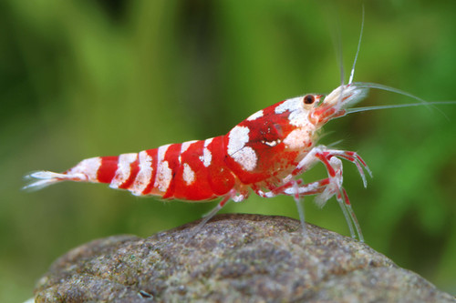 RED GALAXY FANCY TIGER SHRIMP ”GradeA” 1.5CM ADULT by
