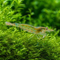 Amano Garnele XL - Caridina multidentata japonica - XL - Algenfresser