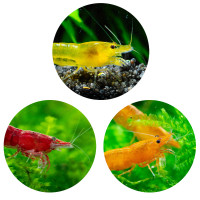 Anfänger Garnelen Set | Neocaridina Mix für Einsteiger