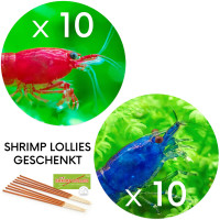 BESTSELLER Neocaridina Garnelen Paket | 8 x Shrimp Lollies geschenkt
