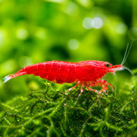 Bloody Mary Garnele - Neocaridina