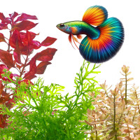 Guppy & Molly Aquariumpflanzen-Set | Guppy-Garten Wasserpflanzenpaket