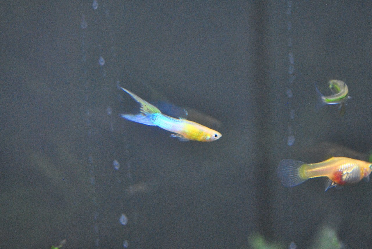 Guppy Japan Blue Blond