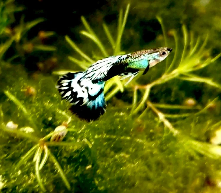Fancy Dragon Mosaic Guppy