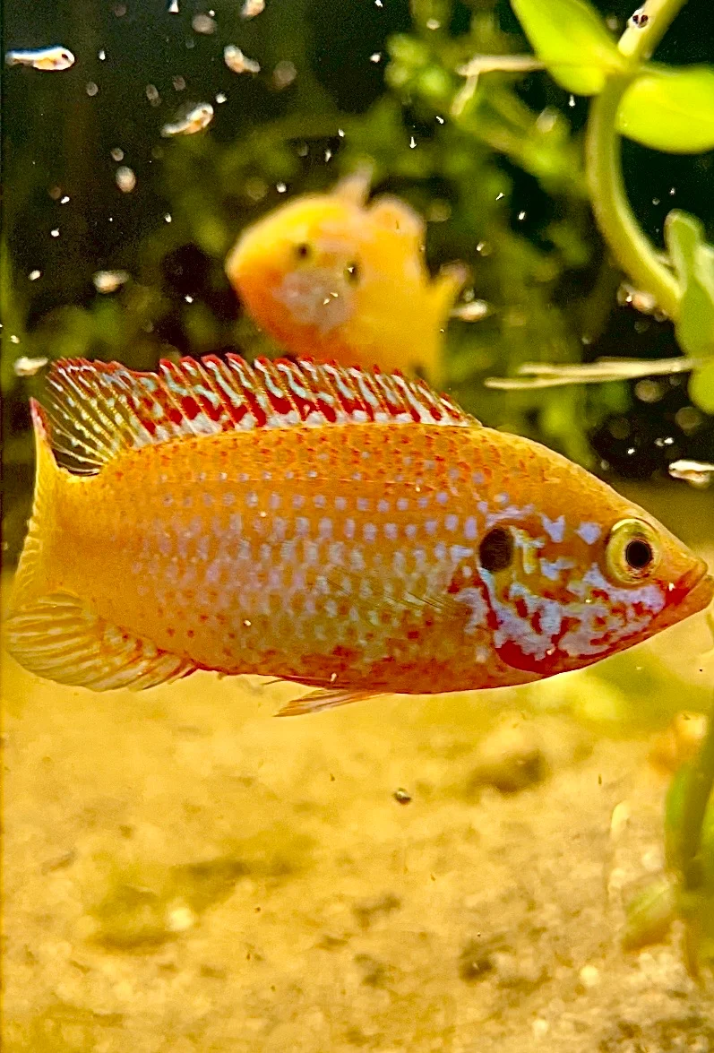 Golden Turquoise Jewel Cichlids