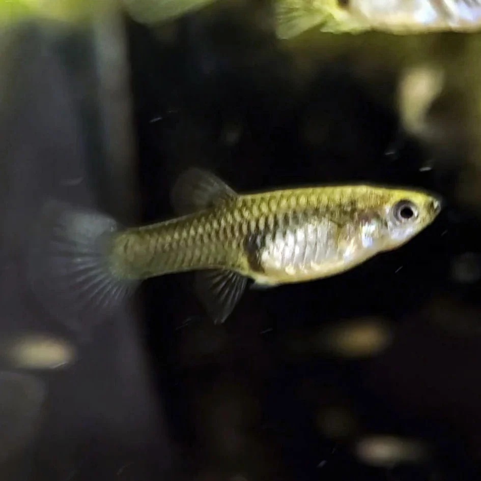 Moscows, Female