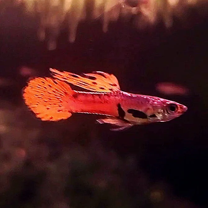 Original, Red Asian Endlers