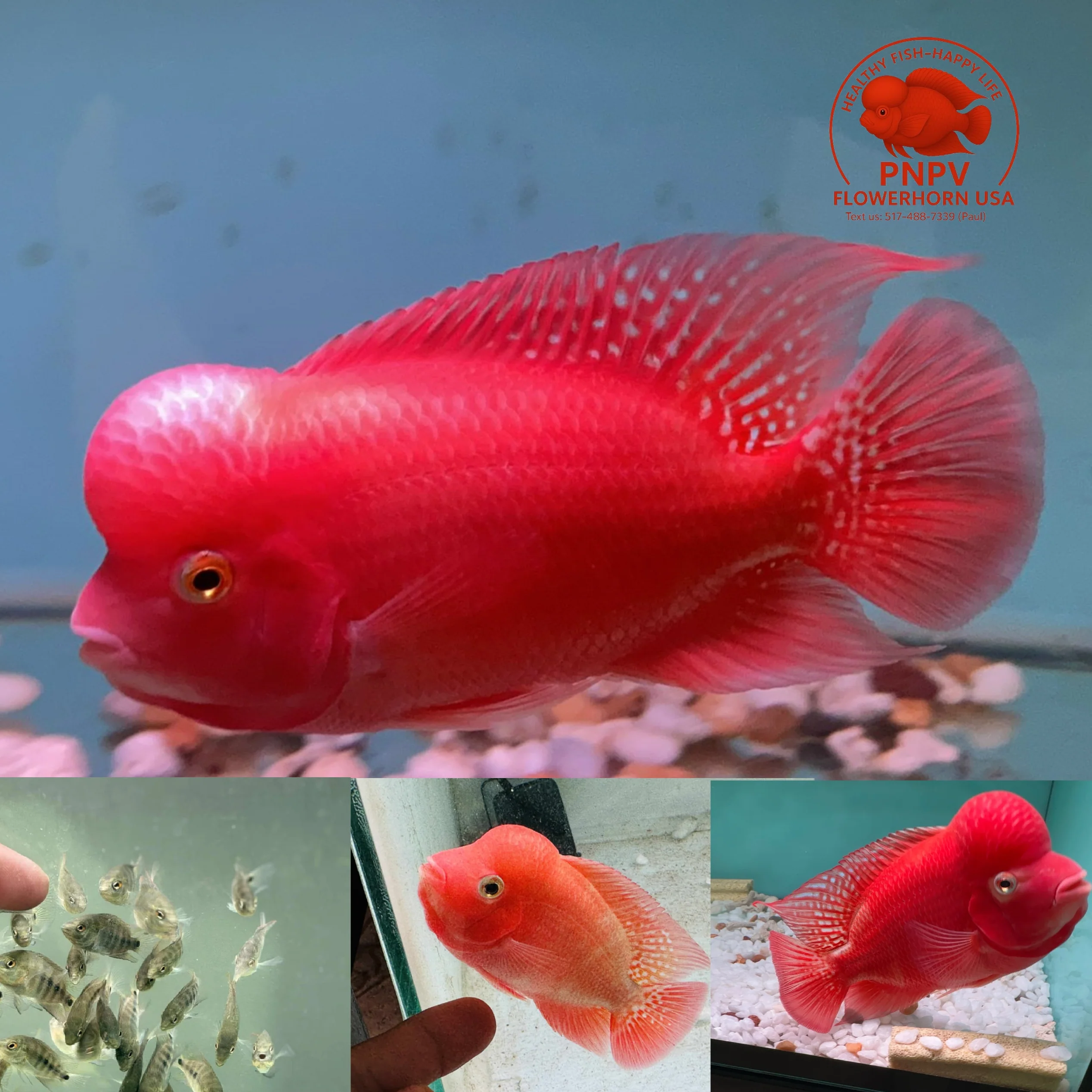 Super Red Monkey Flowerhorn Fry Pure Line High Quality - For Sale