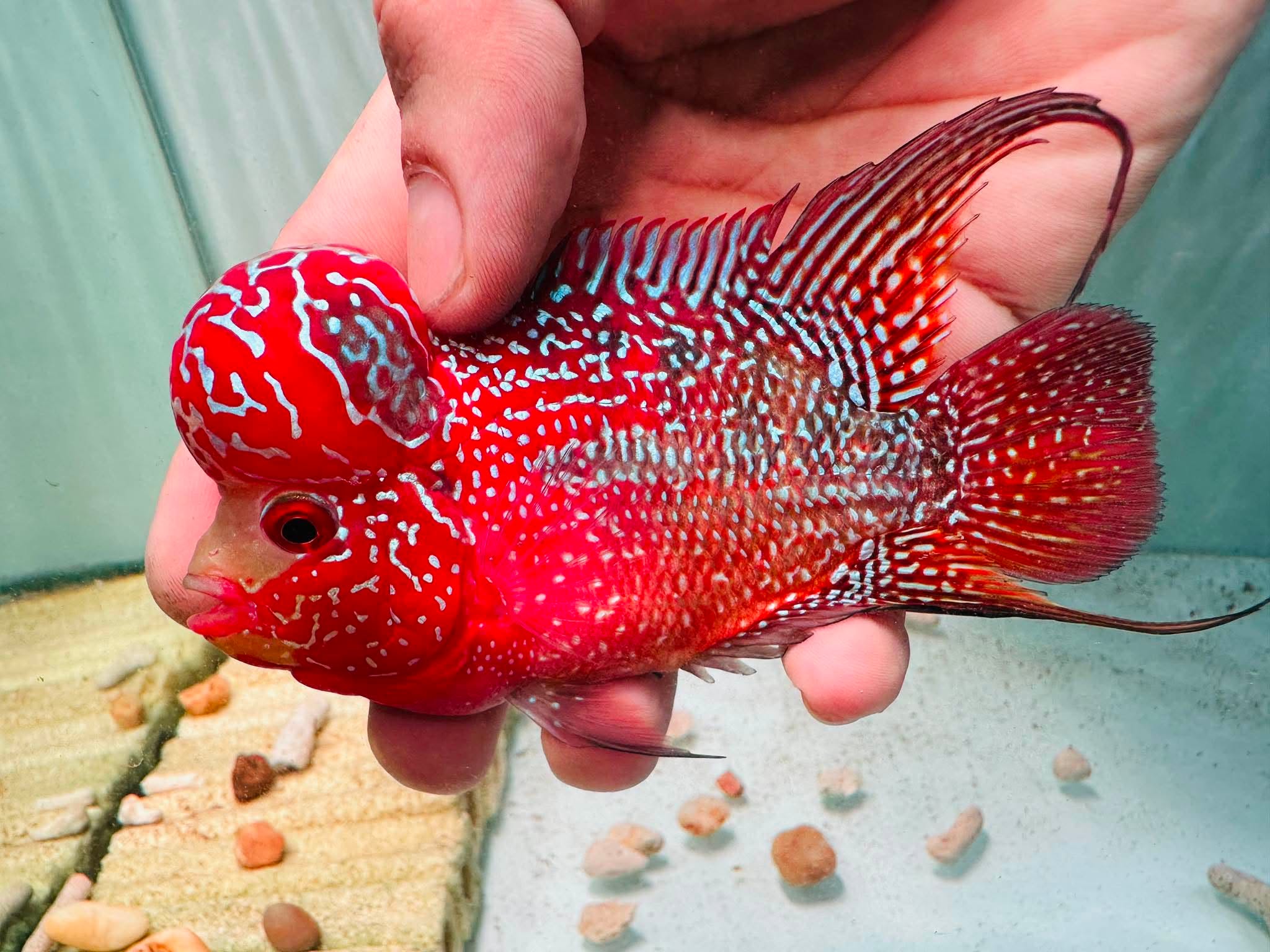 Two-Tone Red Orange Kamfa F3 Flowerhorn PNPV 18 - Male Fish Size 3.5 Inches