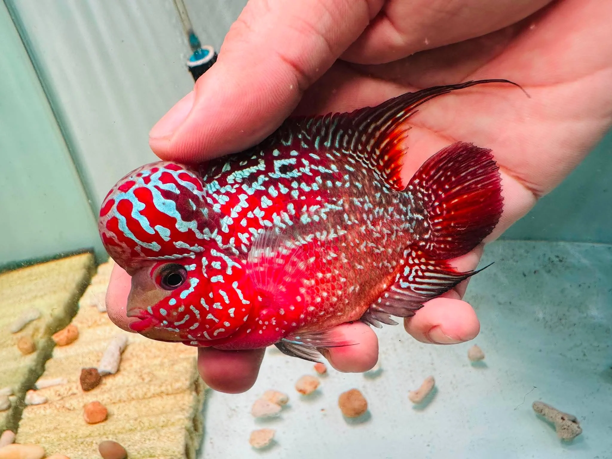 Two-Tone Red Orange Kamfa F3 Flowerhorn PNPV 19 - Male Fish Size 3.5 Inches