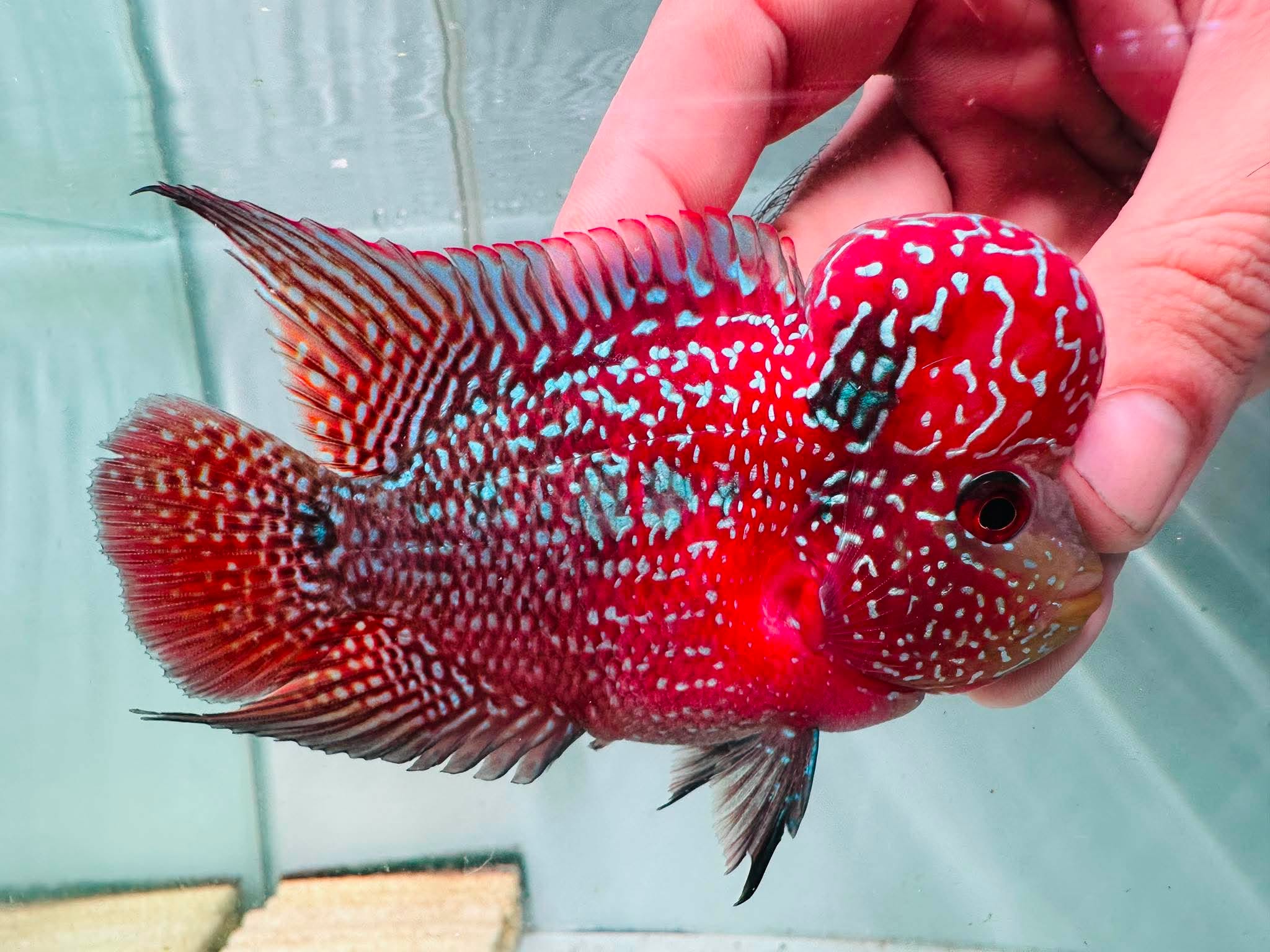 White Pearls Full Head Red Kamfa F3 Flowerhorn PNPV 20 - Male Fish Size 3.5 Inches