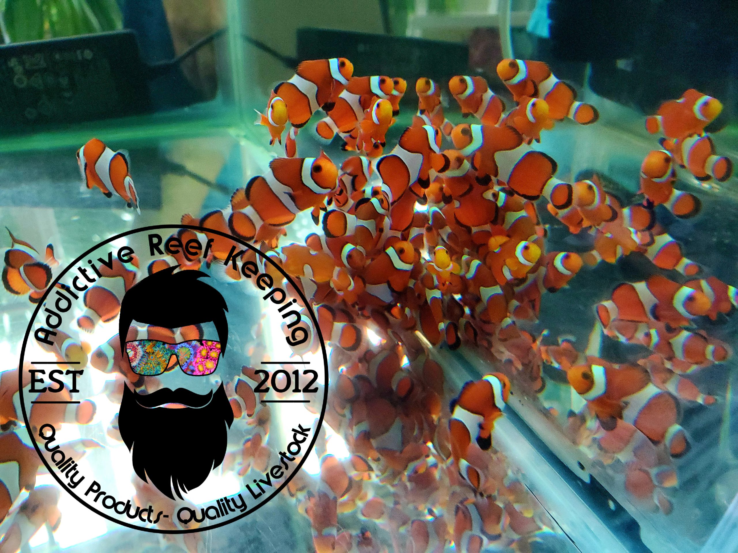 Ocellaris Clownfish, Captive-Bred (Amphiprion ocellaris ) NEMO!!!