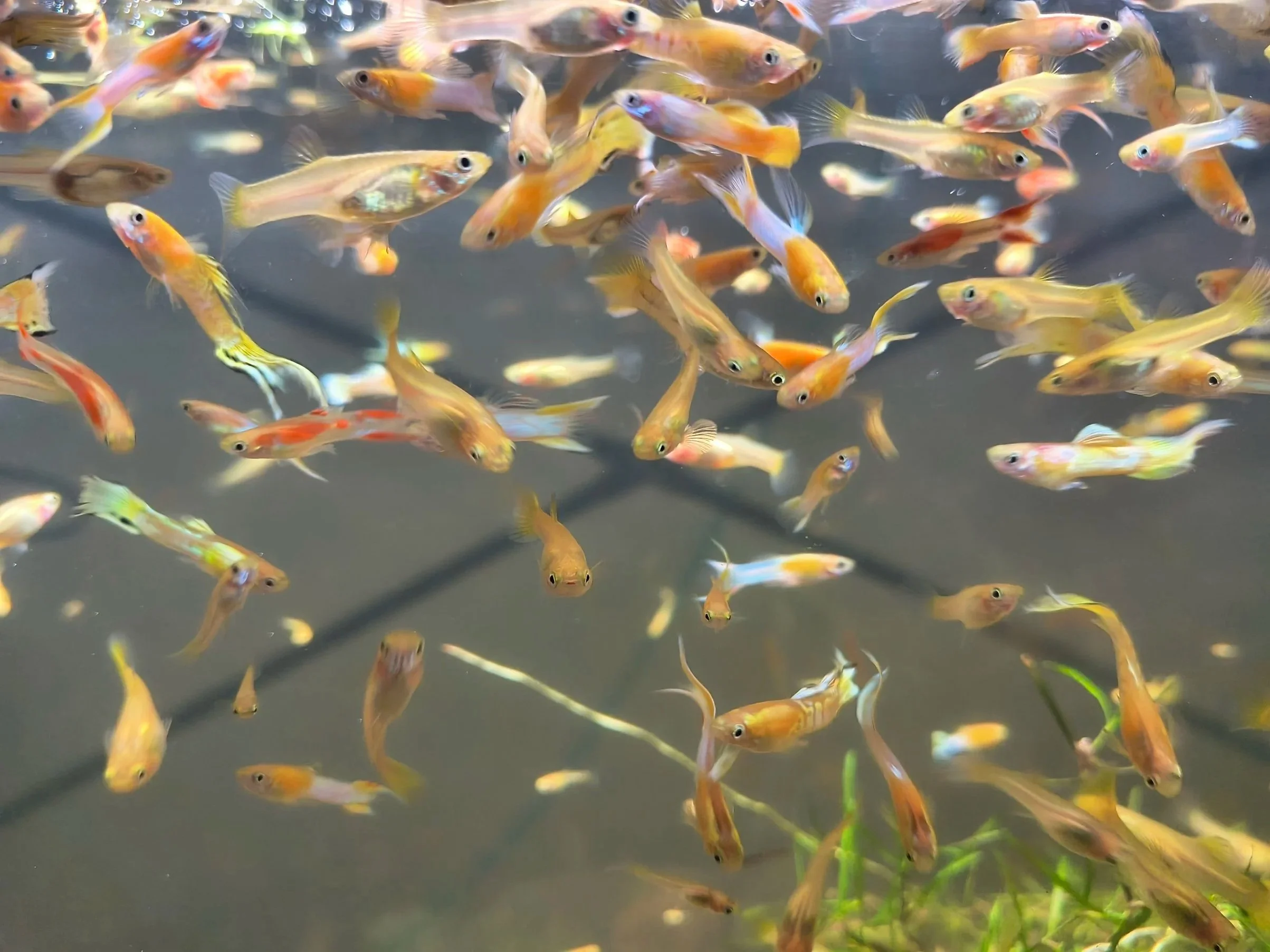 Japan Blue Gold Guppy Mix — Purple Aquatics