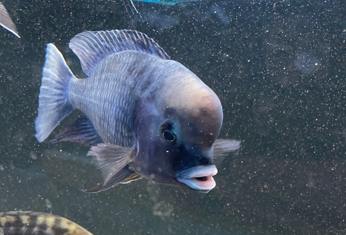 Cyrtacara moori chilumba f1 (dolphin cichlid)