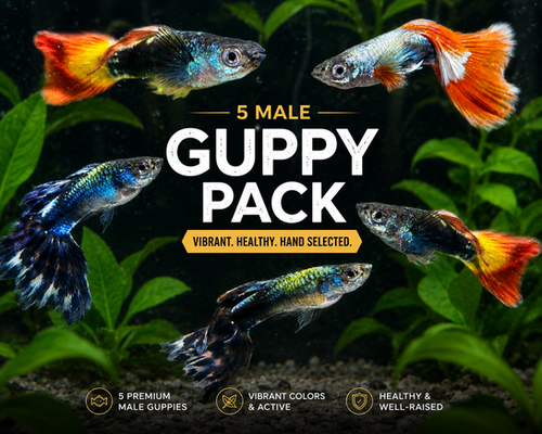 Color Burst Guppy Pack