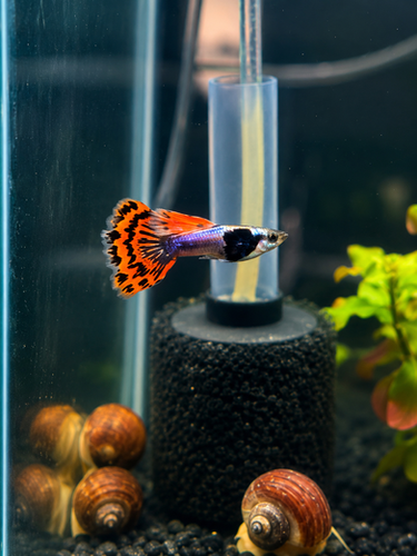 Dumbo Ear Mosaic Guppy