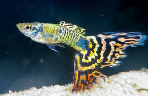Dumbo Ear Red Brown Mosaic Guppy