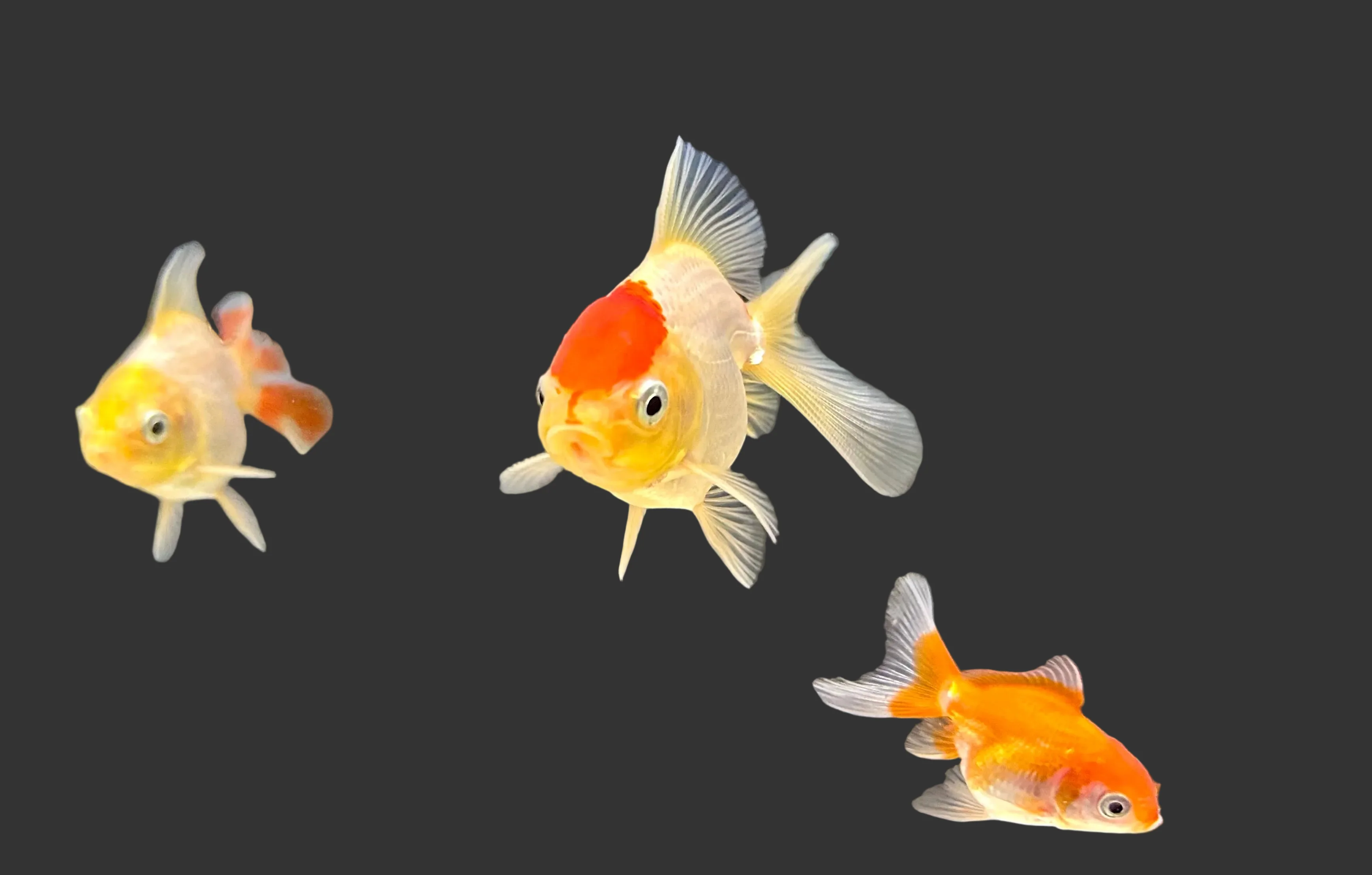 Assorted Oranda Goldfish 4cm (locally bred)