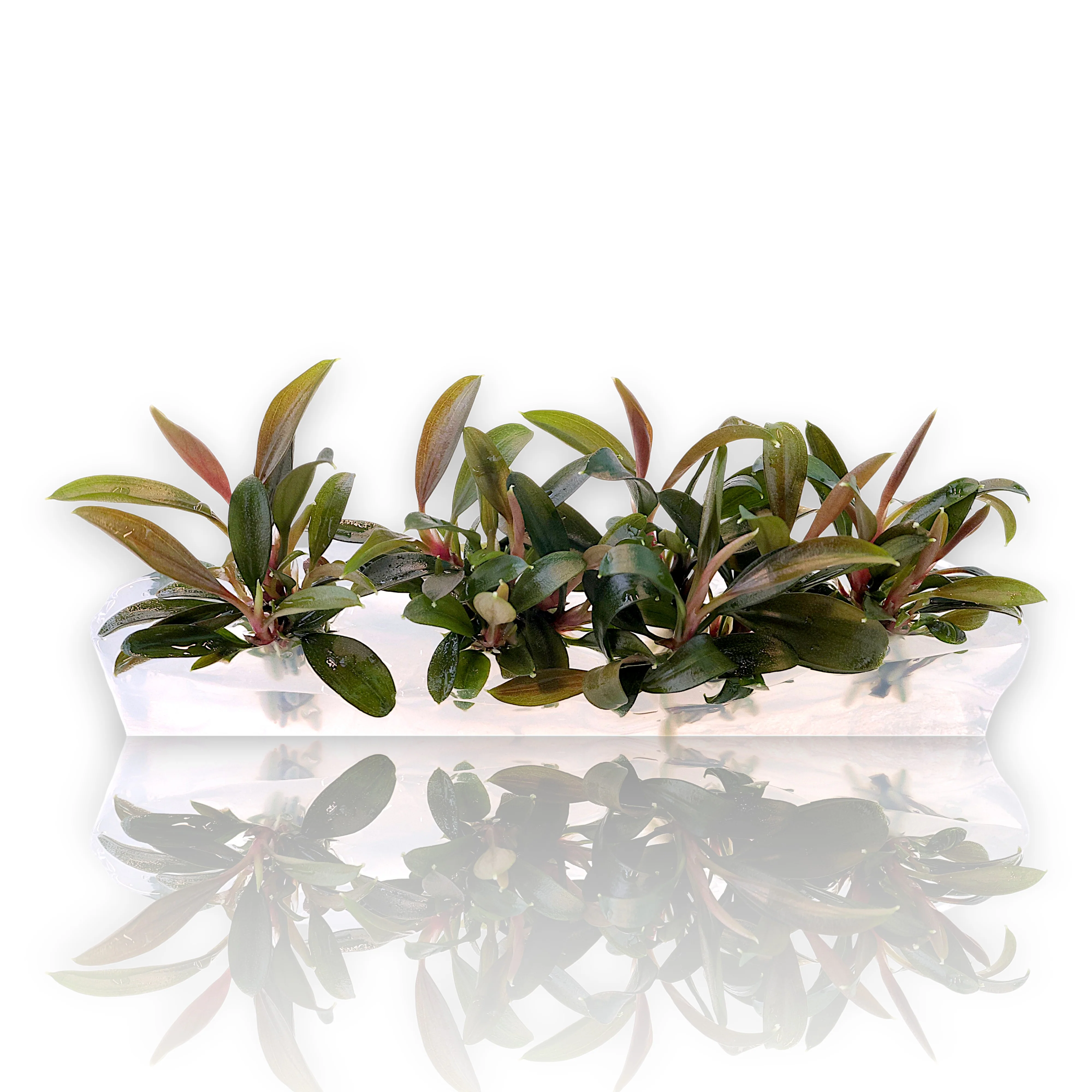 Bucephalandra Red Sword Vitro Culture