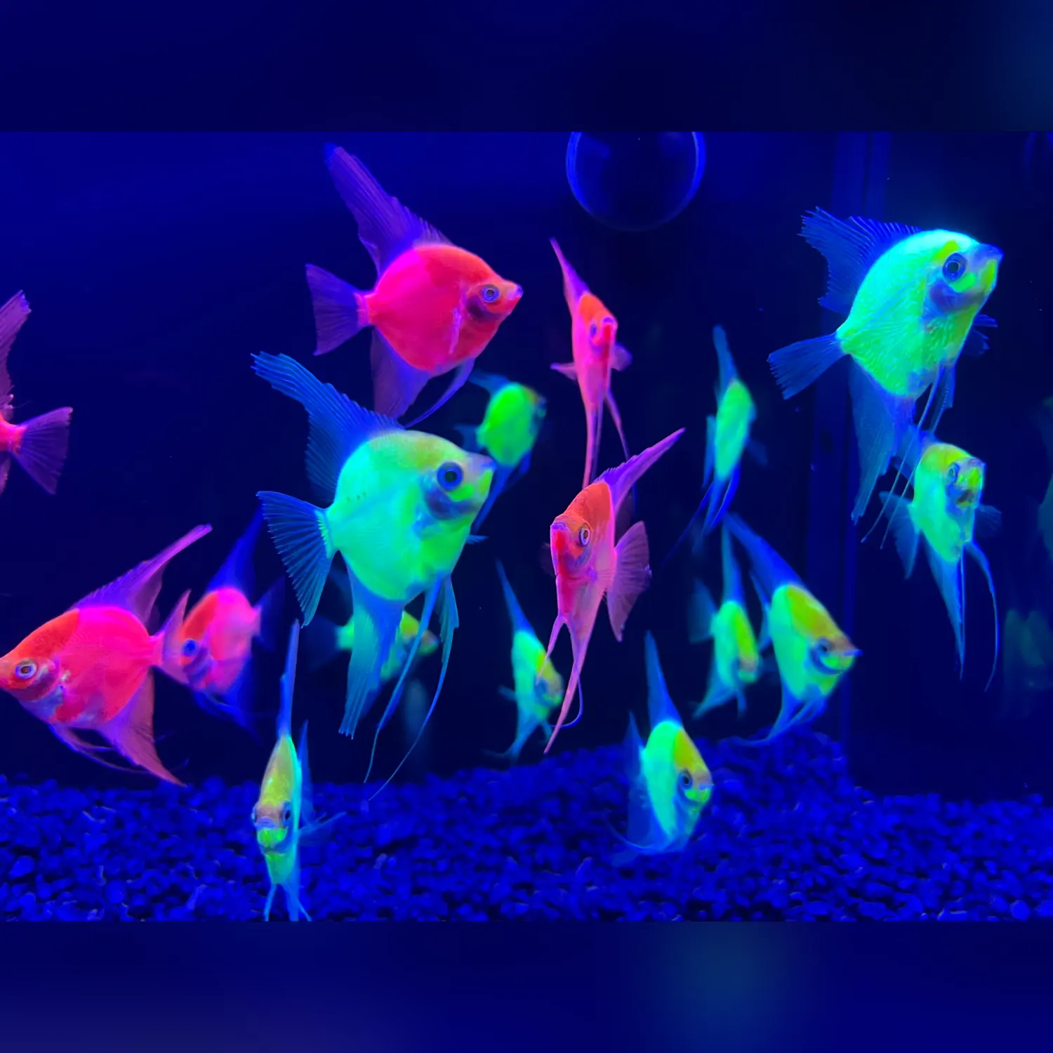 GloFish Angelfish 4 Pack (2 Green + 2 Red)
