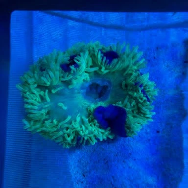 WYSIWYG Purple Base Green Bubble Anemone - 001