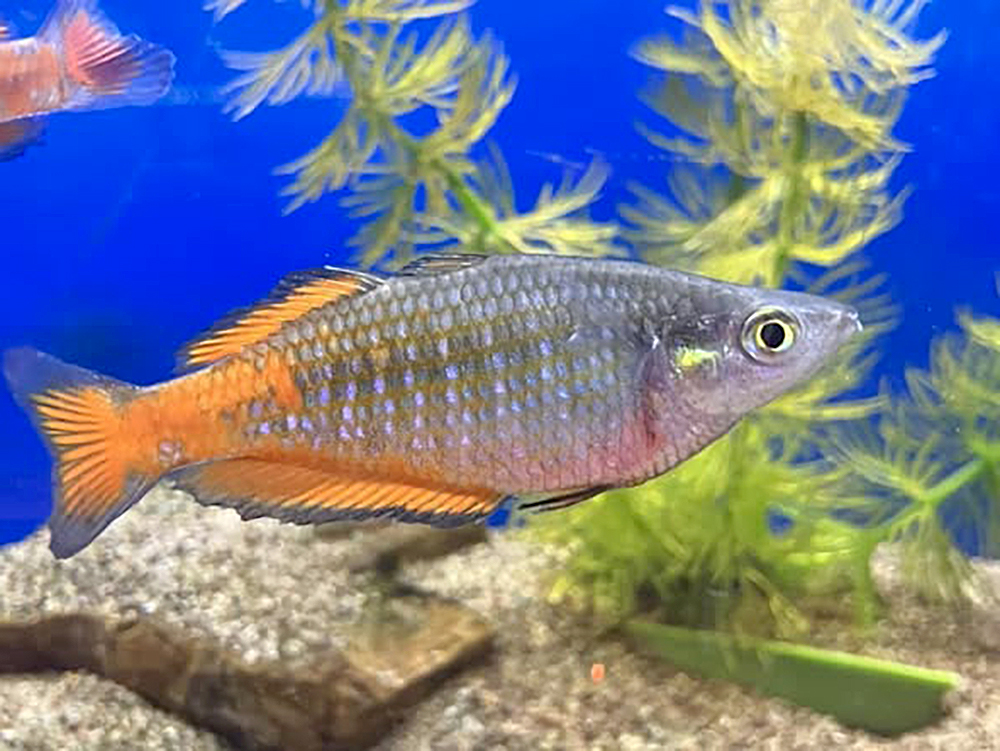 Parkinson’s Rainbowfish
