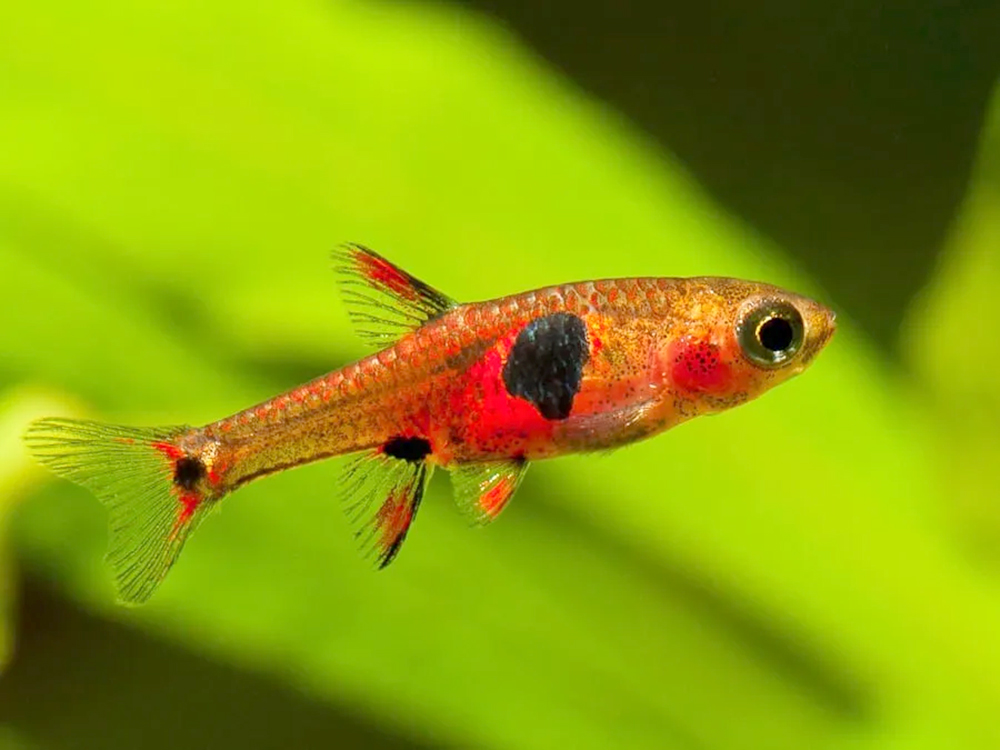 Rasbora – Strawberry Rasbora