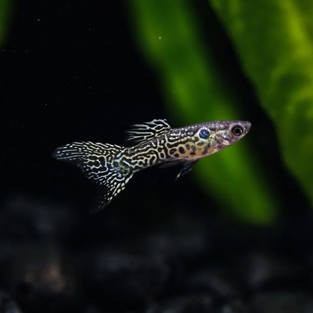Green Cobra Endler