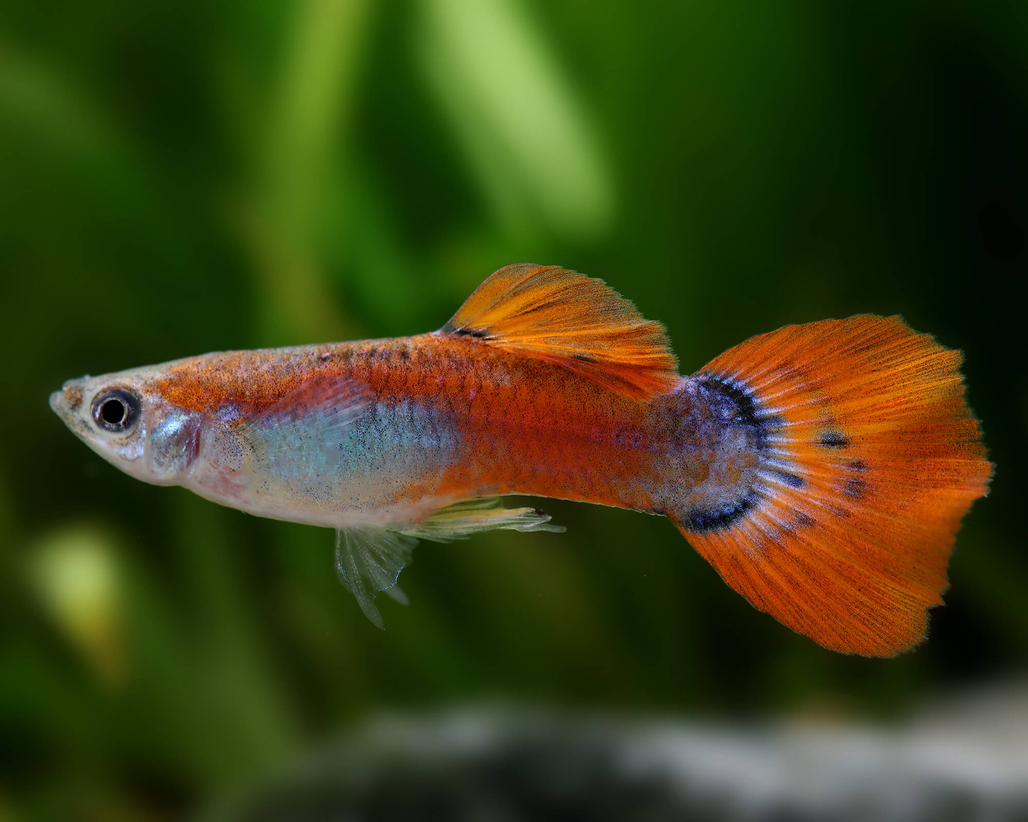 Guppy männlich pink - Poecilia reticulata