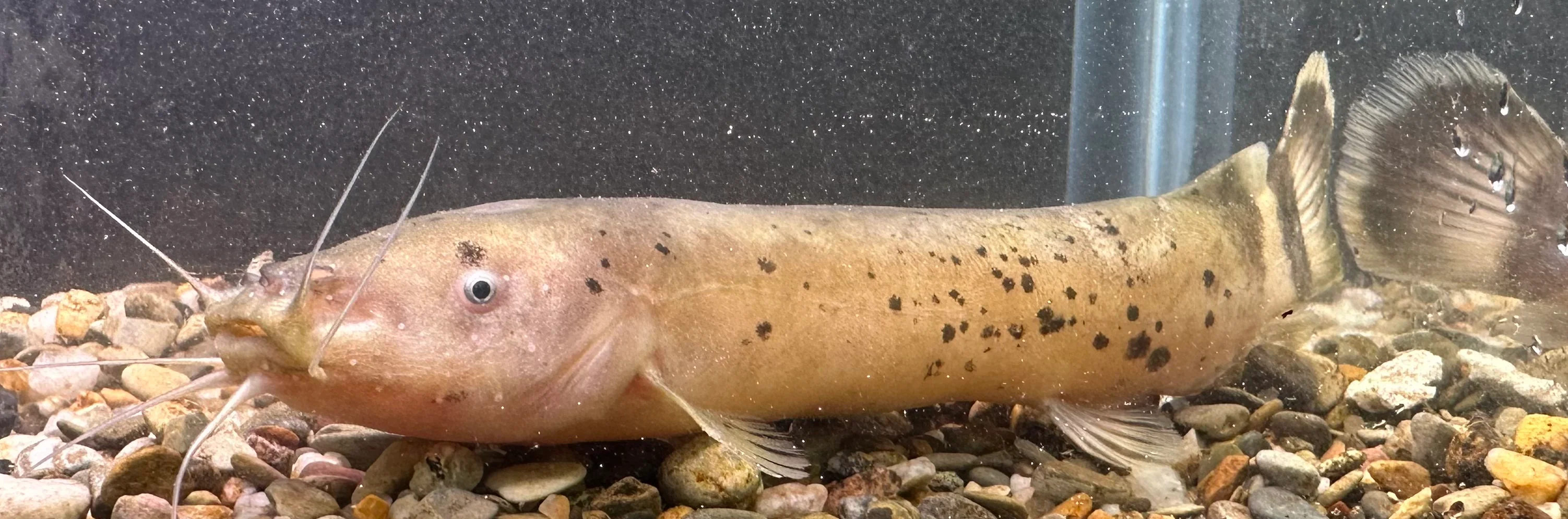 Electric Catfish (6-7”)