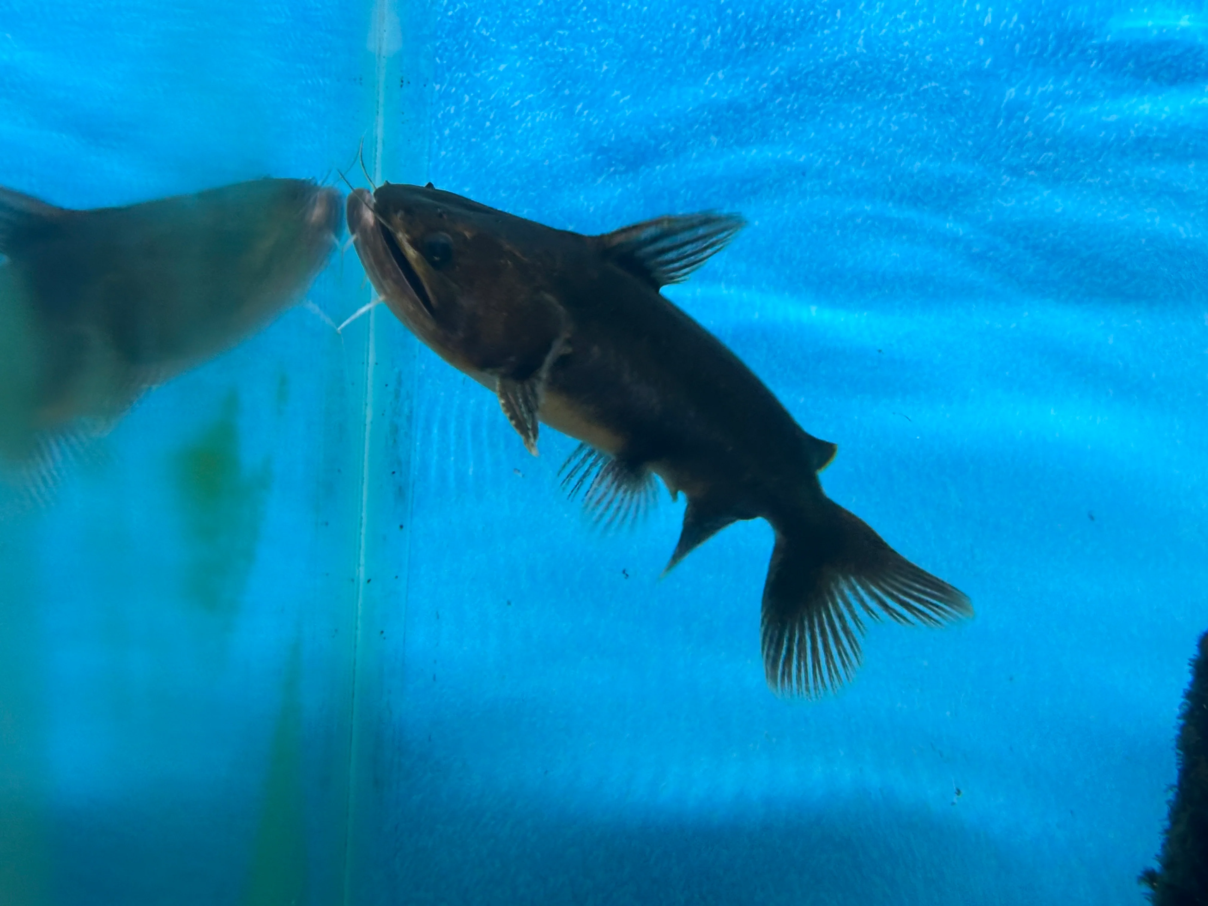 Gulper Catfish (5”)