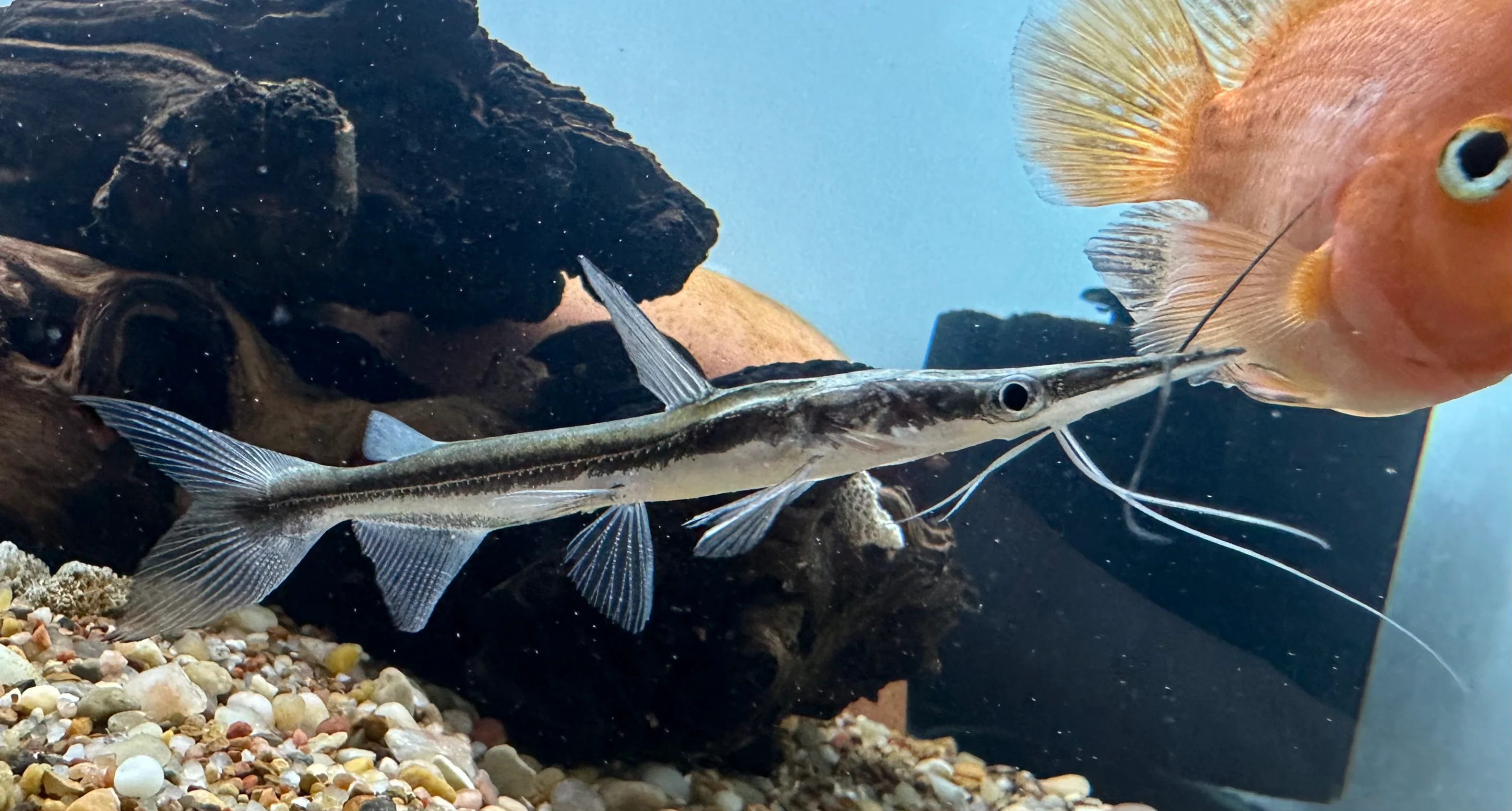 Lima Shovelnose Catfish (4-4.5”)