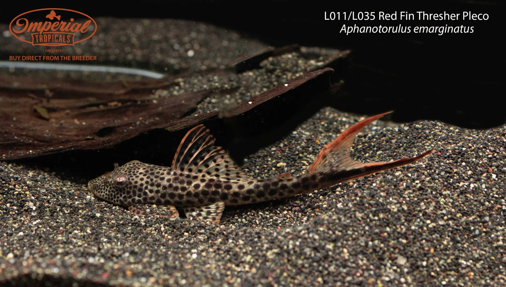L011/L035 Red Fin Thresher Pleco (Aphanotorulus emarginatus)