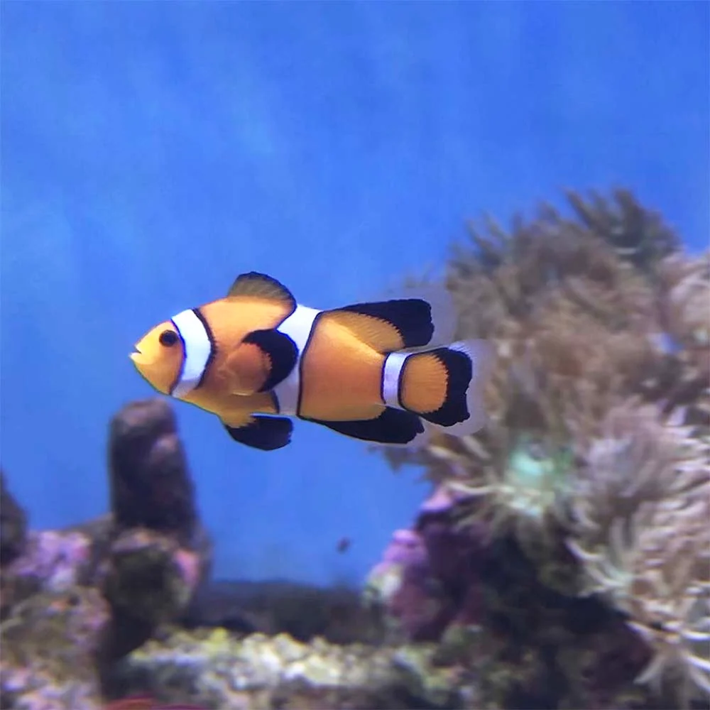 Longfin Ocellaris Clownfish