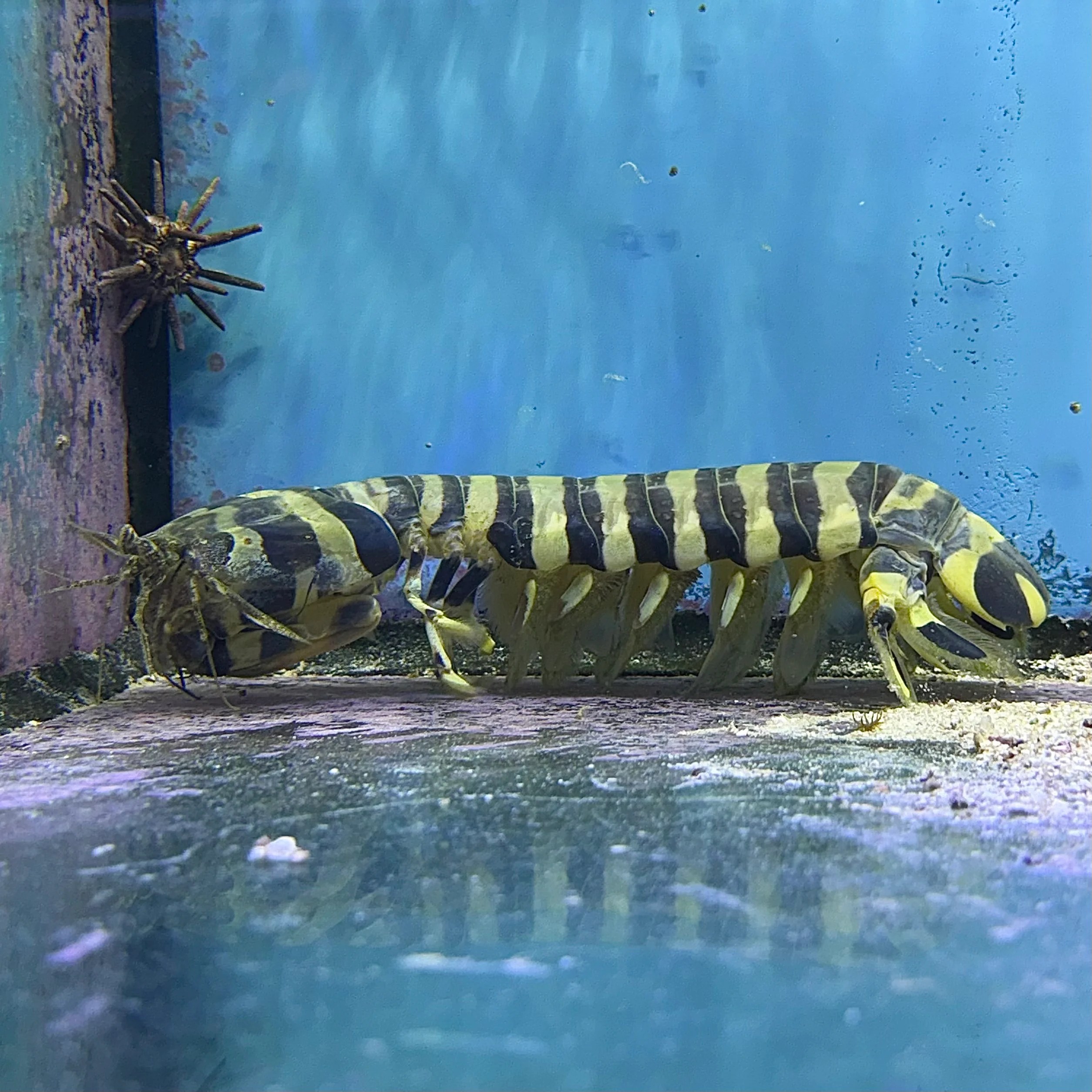 XL Zebra Mantis Shrimp * WYSIWYG
