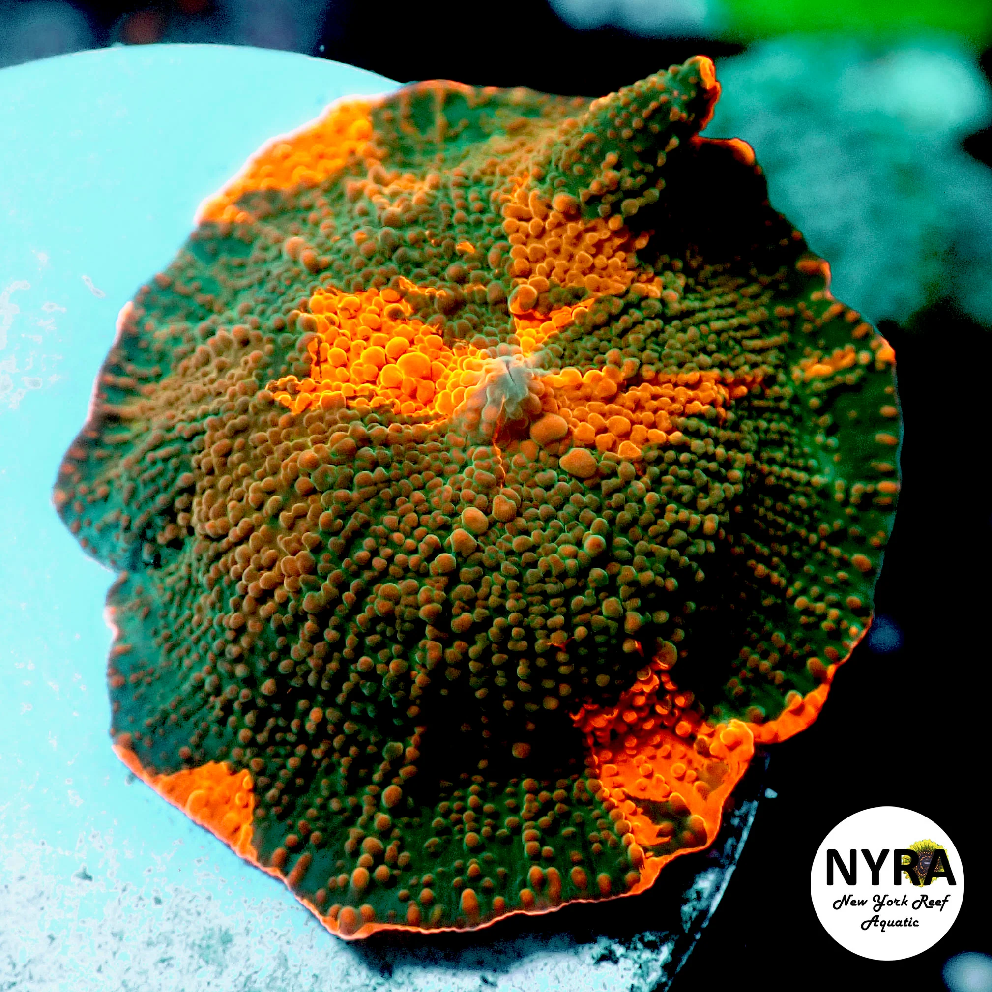 Candy Crush Jawbreaker Mushroom Orange Green Pinwheel